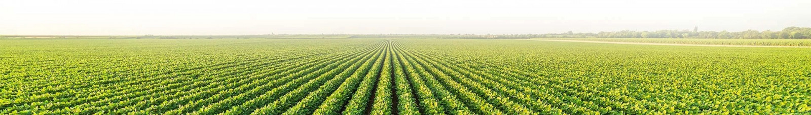 champs cultivé