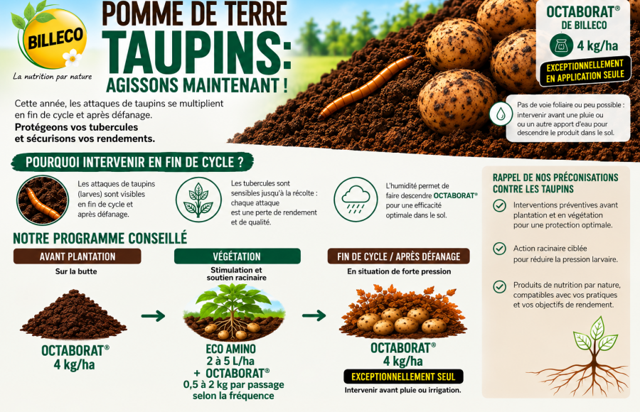 Taupins  et pomme de terre