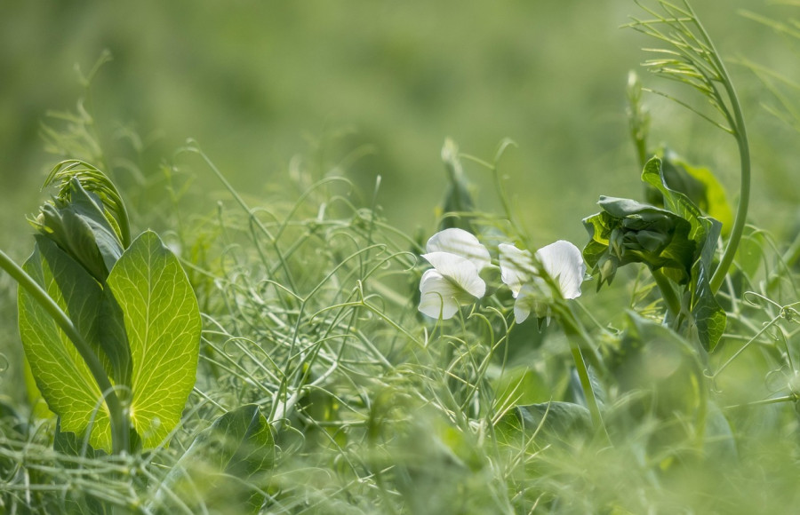 Une légumineuse ne relargue l&#039;azote qu&#039;une fois morte même si il y a une synergie dans les exsudats.
