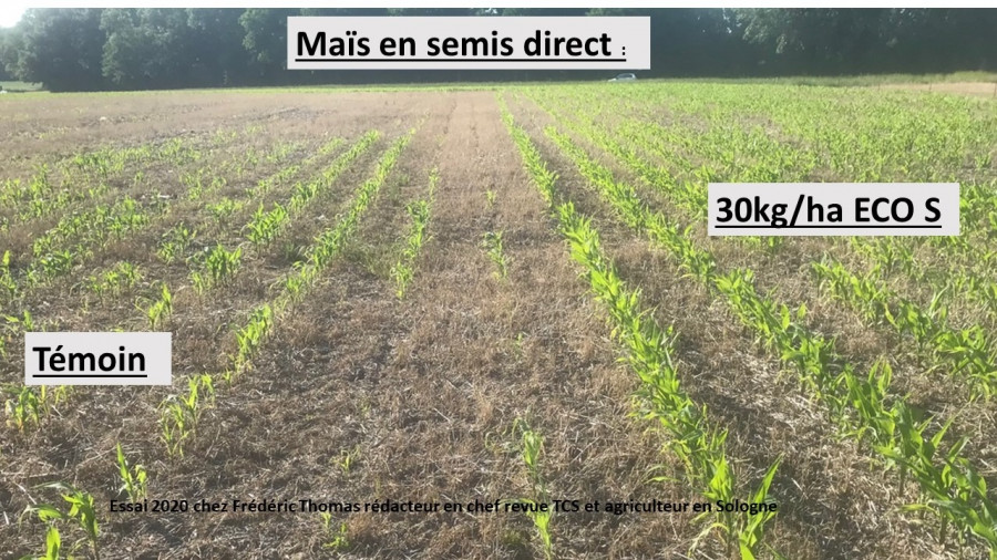ECO S sur Maïs