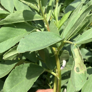Témoignage d’un utilisateur de Biotic au champ