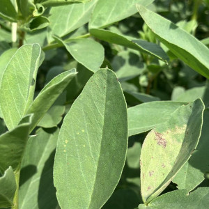 Témoignage d’un utilisateur de Biotic au champ