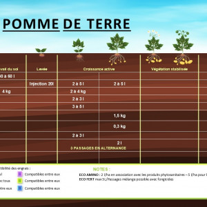 Taupins  et pomme de terre