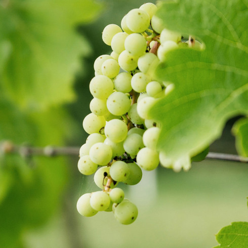 Viticulture