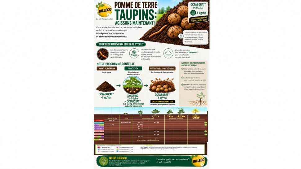 Taupins  et pomme de terre - taupin